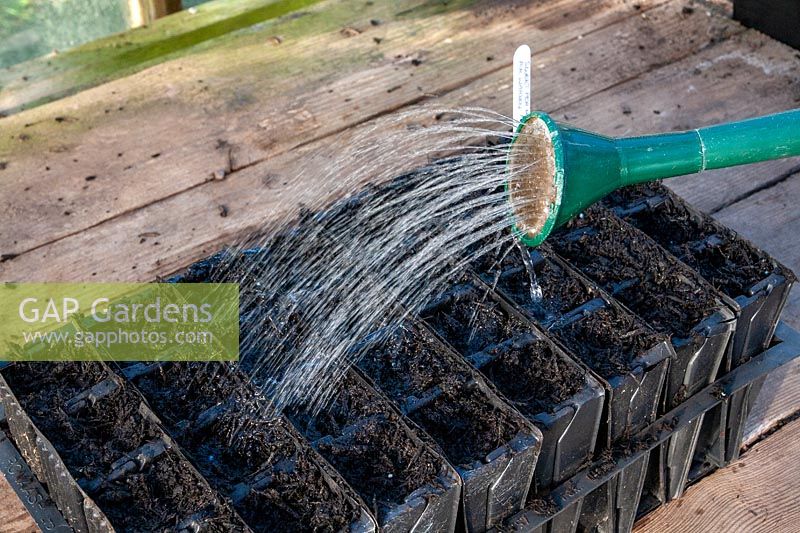 Watering newly-sown Lathyrus - Sweet Pea - seeds in root trainers