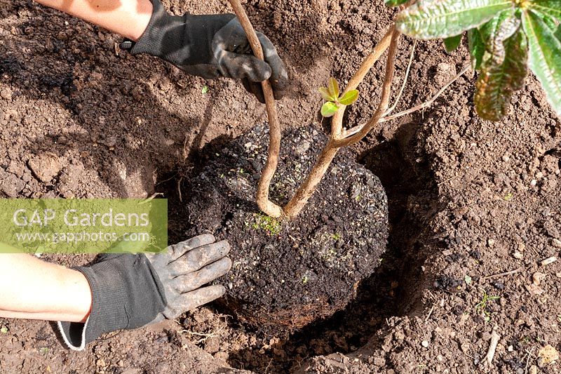 Planting Rhododendron after teasing roots