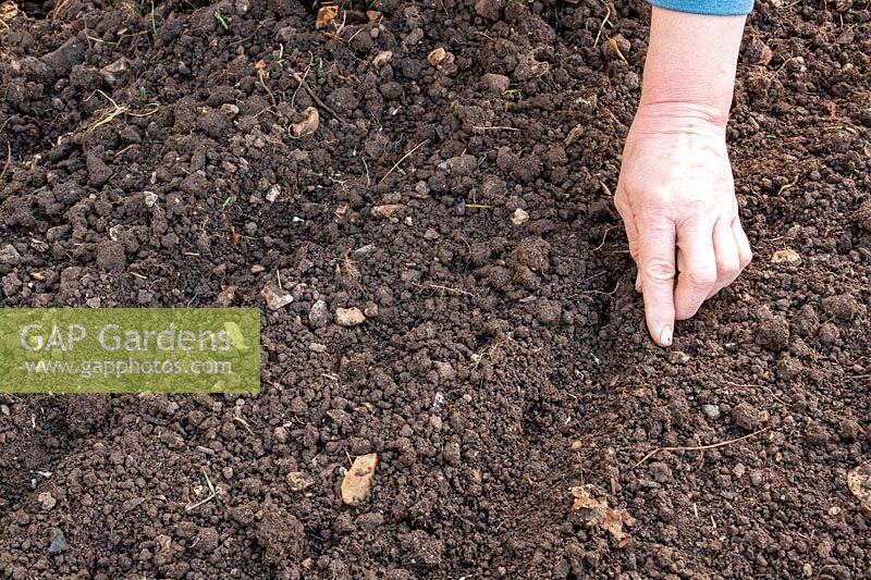 Sowing seeds directly into garden soil, then covering seeds lightly by pushing soil over them