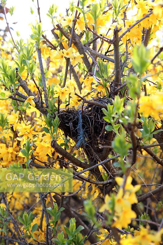 Bird nest made of moss, twigs and string in Forsythia hedge in April. 
