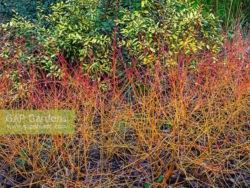 Cornus sanguinea 'Midwinter Fire' - Dogwood - bare stems in front of variegated shrub