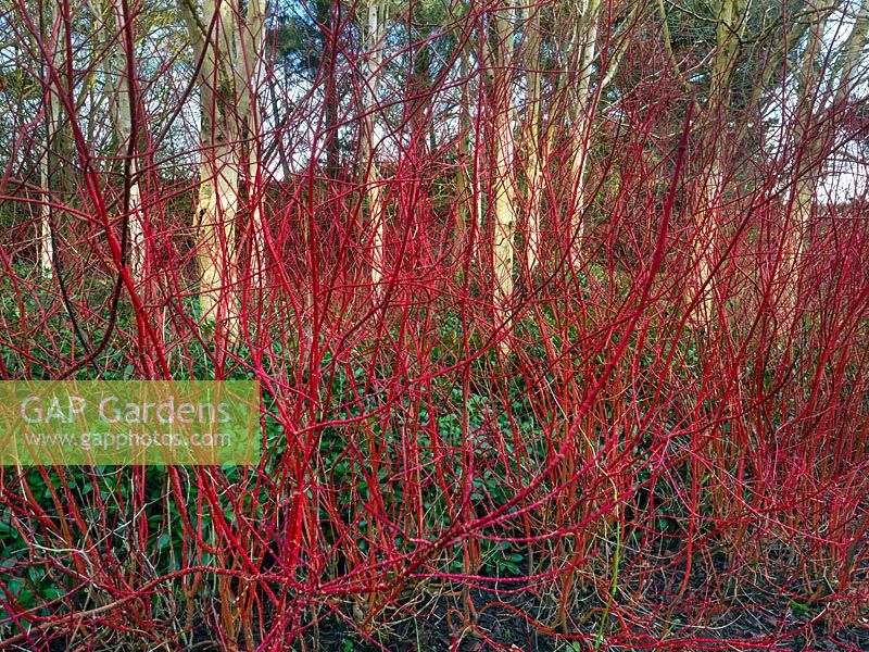 Cornus sibirica - Red twig Dogwood and Betula utilis var jacquemontii - Hymalayan Birch