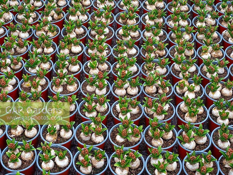 Hyacinthus 'Jan Bos' in pots in garden nursery
