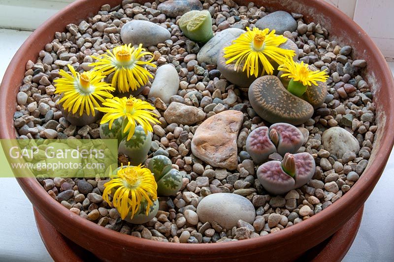 Clay container with flowering Lithops  - Living Stones