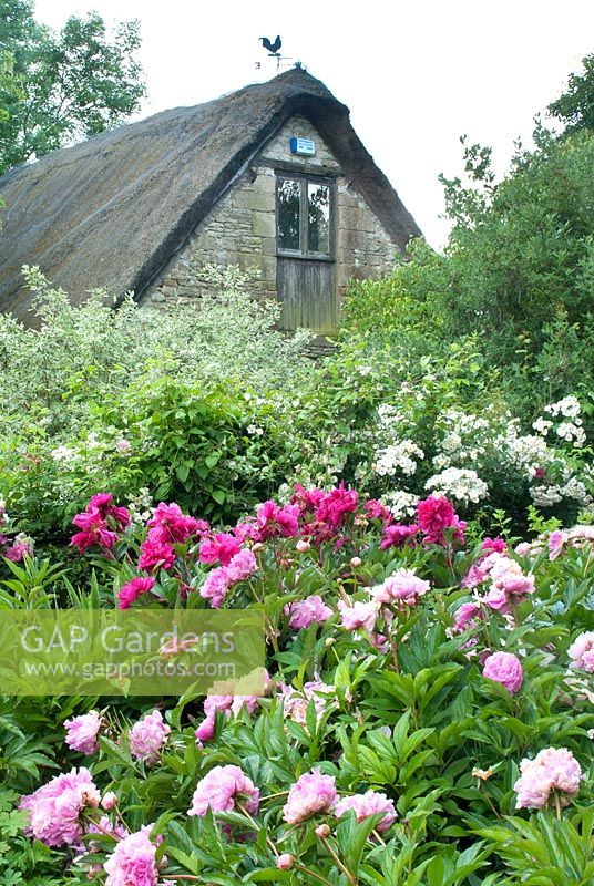 Peony bed in front of a thatched barn