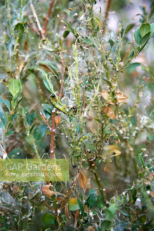 Box tree edging devastated by Box Tree Moth caterpillar, Cydalima perspecalis