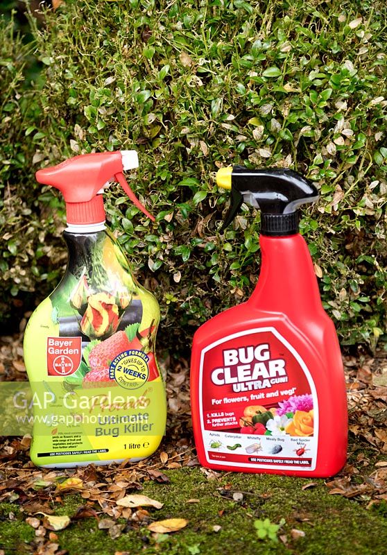 Pesticides provado and Bug Clear Ultra to combat Cydalima perspecalis, box tree moth