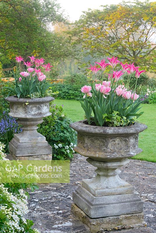 Stone urns planted with Tulipa 'Yonina' and Tulipa 'Foxtrot' in Cotswold Manor House Garden.