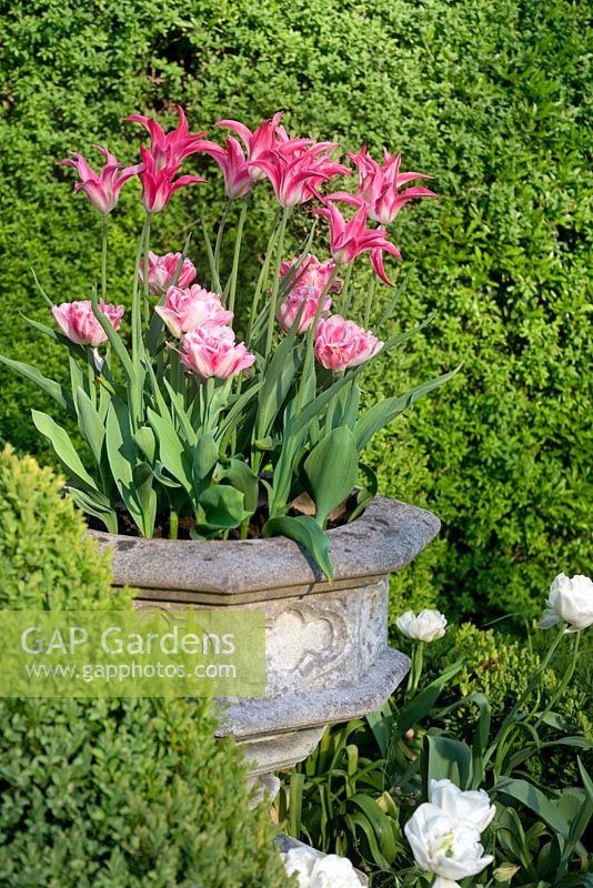 Stone urn planted with Tulipa 'Yonina' and Tulipa 'Foxtrot' in Cotswold Manor House Garden.