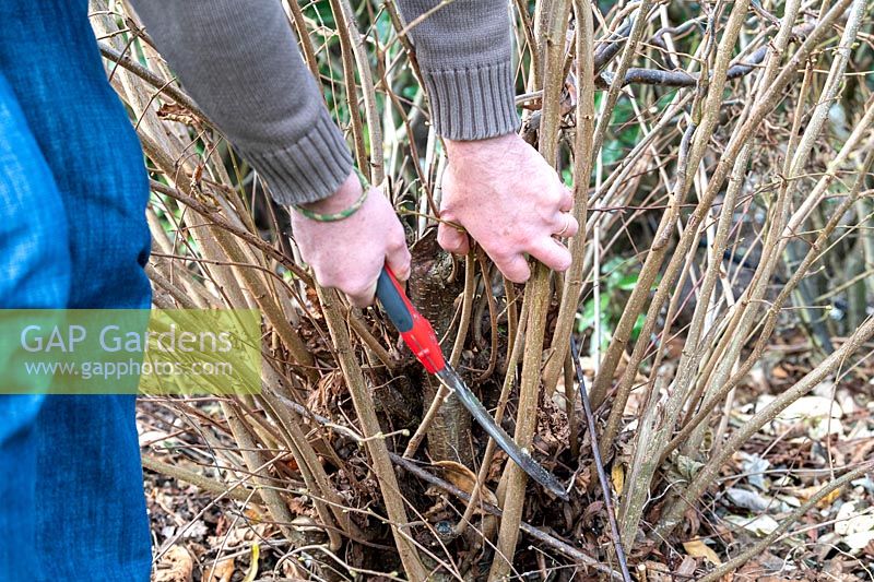 Man cutting stems of Corylus avellana - hazelnut with a hand saw in winter