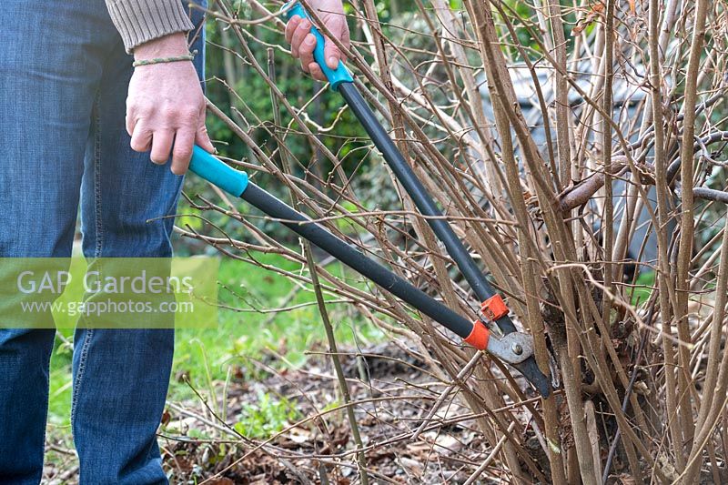 Man cutting stems of Corylus avellana - hazelnut with loppers in winter