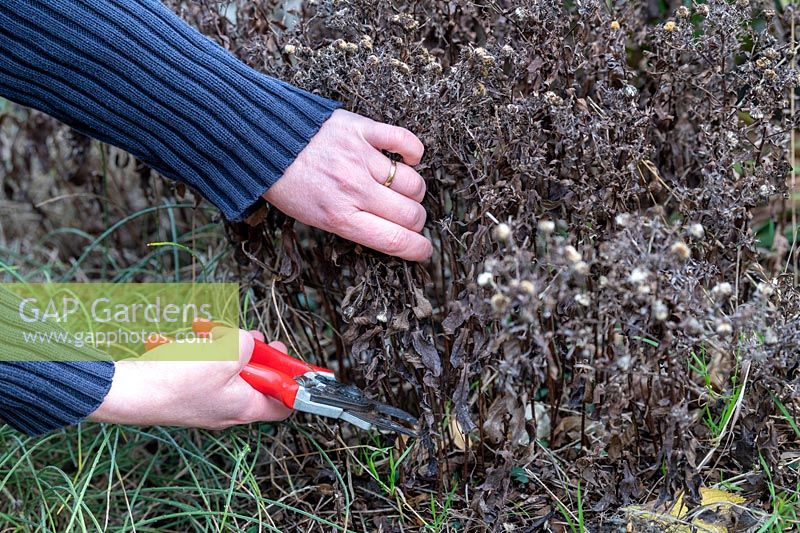 Woman cutting stalks of autumn Aster faded in winter