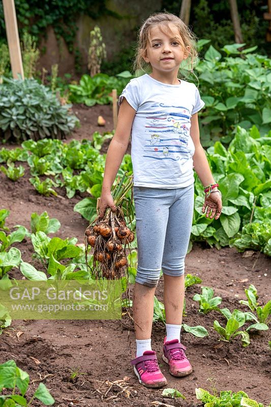 Kids harvesting onions in a vegetable garden 