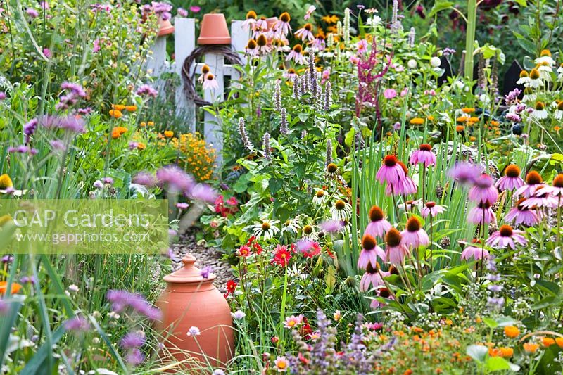 Plants to attract beneficial insects in vegetable garden - Agastache 'Blue Fortune', Ecninacea 'White Swan', Echinacea 'Magnus' and Dahlia 'Topmix Red'.