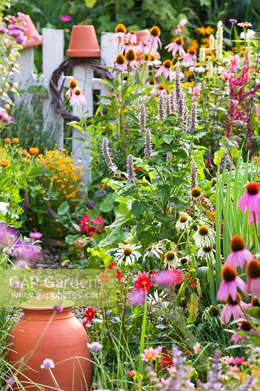 Plants to attract beneficial insects in vegetable garden -  Agastache 'Blue Fortune', Ecninacea 'White Swan', Echinacea 'Magnus' and Dahlia 'Topmix Red'.