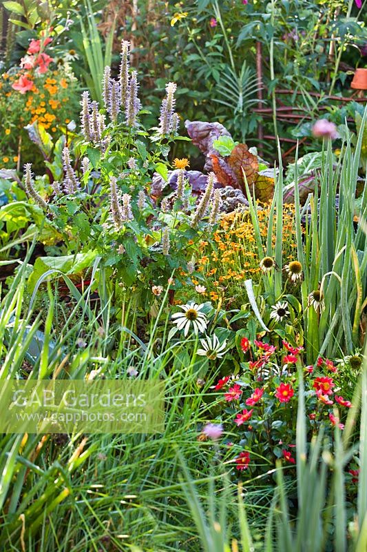 Flowers in vegetable garden to attract wildlife, including Echinacea purpurea 'White Swan', Dahlia 'Topmix red', Tagetes tenuifolia and Agastache 'Blue Fortune' - Giant hyssop 