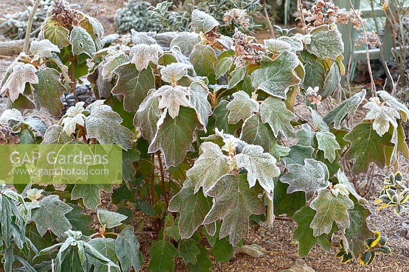 Hydrangea quercifolia caught in the frost - Oaked-leaved Hydrangea