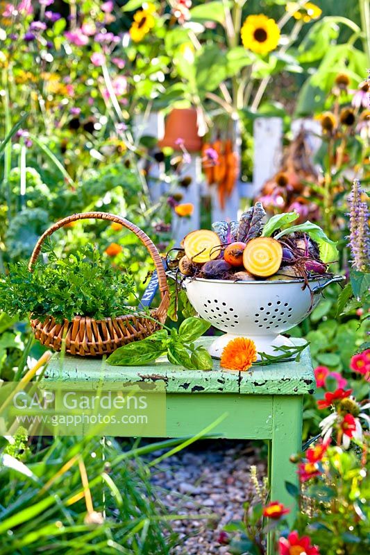 Vegetable harvest on display: Beetroot 'Rainbow Mix', parsley, basil and marigold flower.