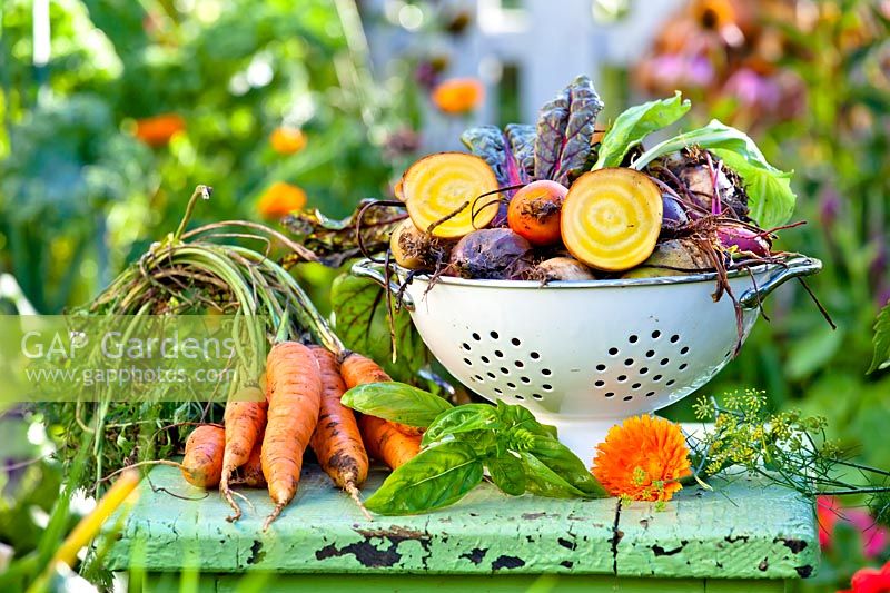 Harvest on display: Beetroot 'Rainbow Mix', Carrots 'Nansen', basil and marigold flower.