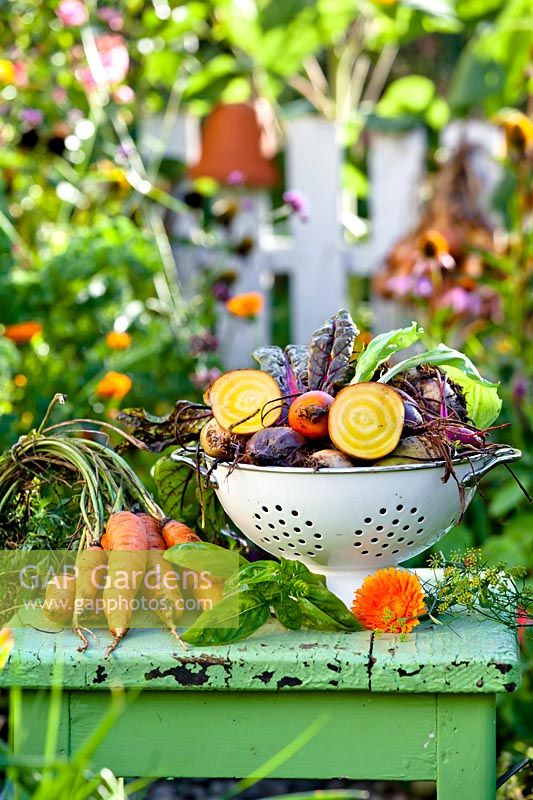 harvest on display: Beetroot 'Rainbow Mix', Carrrots 'Nansen', basil and marigold flower.
