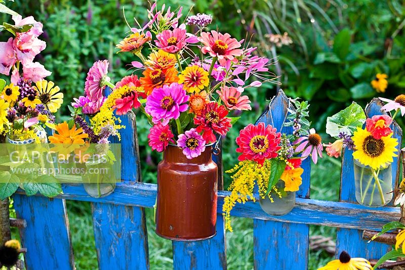 Milk can with Zinnias, Cleome and Verbena hanging on a fence.