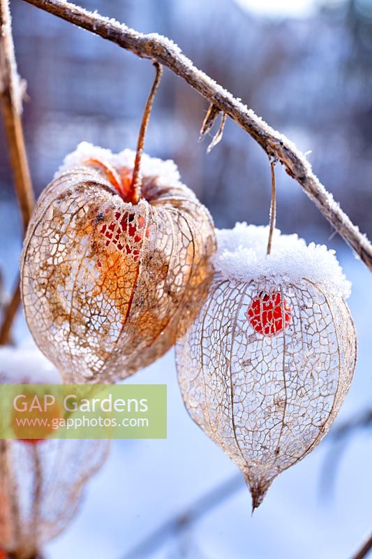 Physalis alkekengi - Chinese Lantern - skeletal seed pod with orange fruit in snow