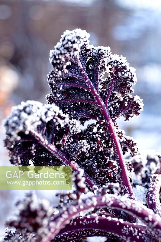 Brassica - Purple Kale - in snow