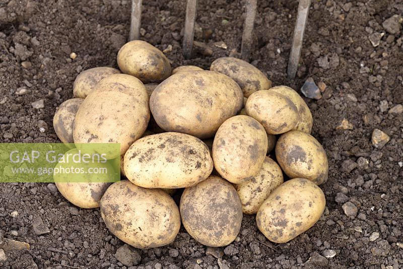 Solanum tuberosum  'Maris Piper'  - Maincrop Potato - freshly dug from ground 