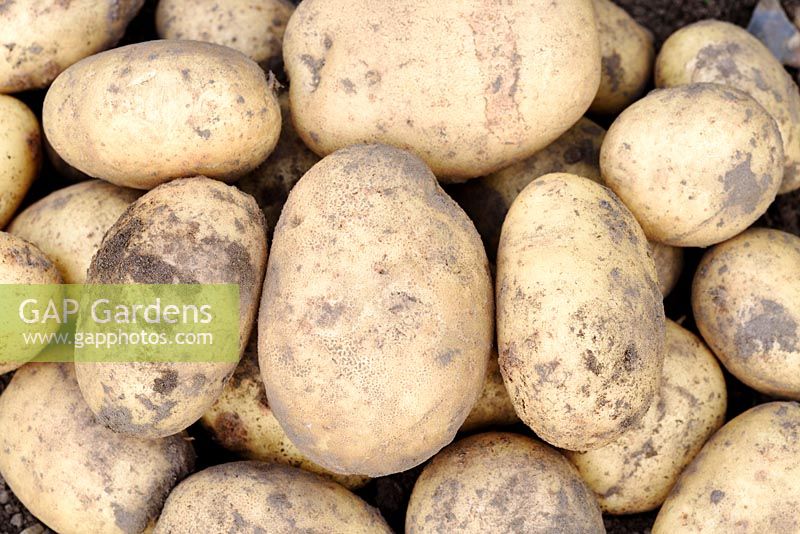 Solanum tuberosum  'Maris Piper'  - Maincrop Potato - freshly dug potatoes  