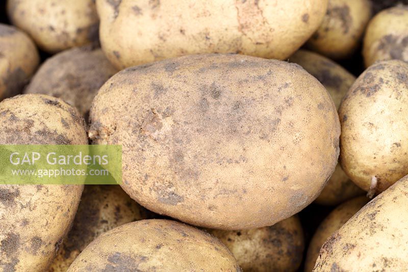 Solanum tuberosum 'Maris Piper'  - Maincrop Potato - freshly dug potato