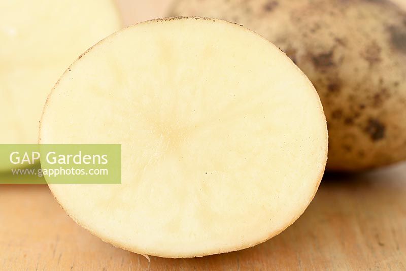 Solanum tuberosum 'Maris Piper'  - Maincrop Potato - cut in half