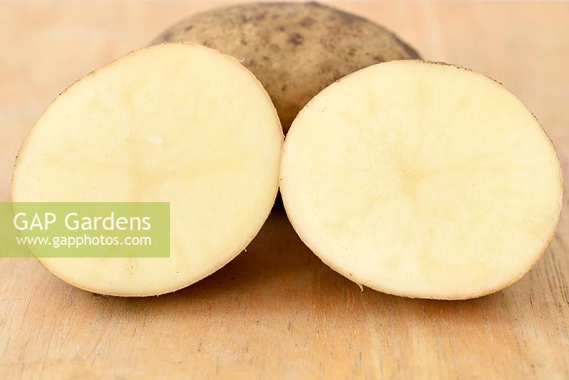 Solanum tuberosum 'Maris Piper' - Maincrop Potato - cut in half