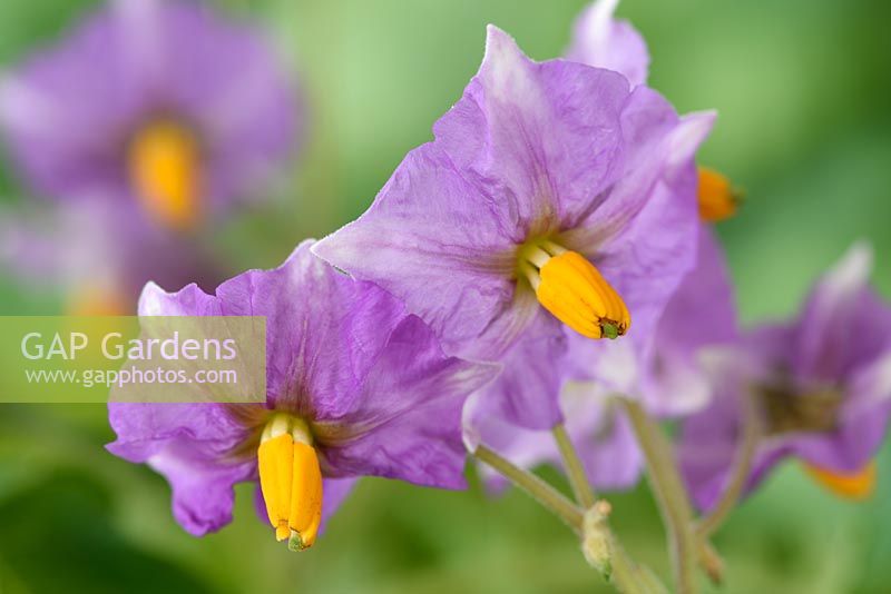 Solanum tuberosum 'Maris Piper'  - Maincrop Potato - flower 