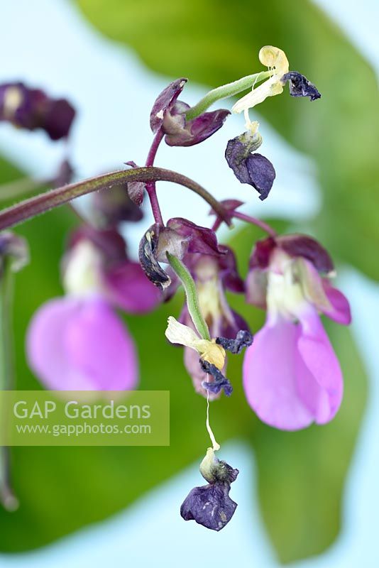 Phaseolus vulgaris 'Violet Podded' - French Climbing Bean - flowers and young beans forming as flowers die 