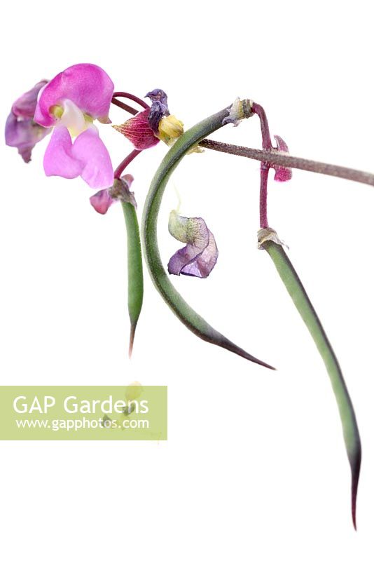Phaseolus vulgaris 'Violet Podded' - French Climbing Bean - flower and young beans on stem