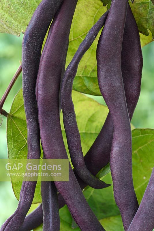 Phaseolus vulgaris 'Violet Podded' - French Climbing Bean 