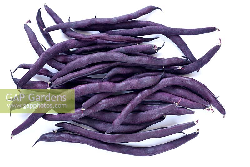 Phaseolus vulgaris 'Violet Podded' - French Climbing Bean - picked beans  