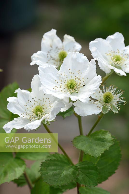 Rubus fruticosus 'Dart's Black Cascade' - Blackberry - in flower