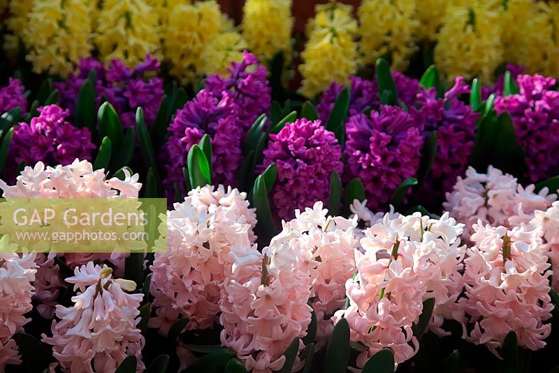 Hyacinthus orientalis 'Apricot Passion', Hyacinthus orientalis 'Yellowstone' Hyacinthus orientalis 'Miss Saigon' AGM