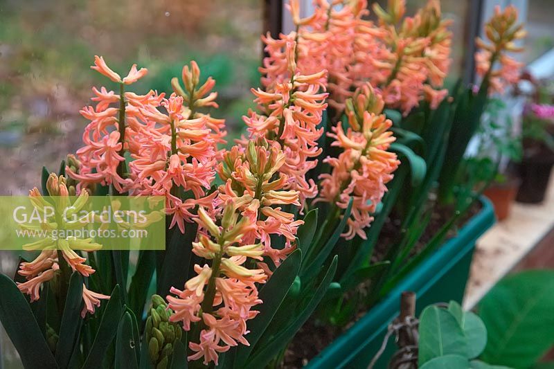 Hyacinthus orientalis 'Gipsy Queen' AGM 