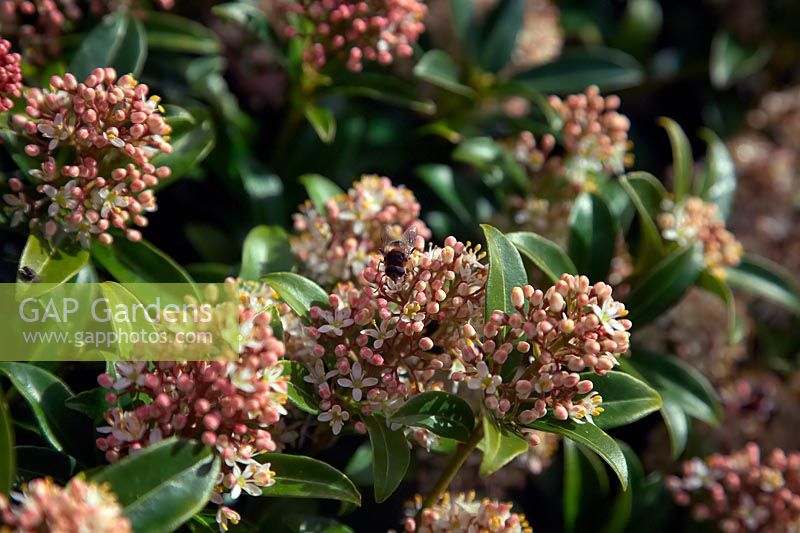 Skimmia japonica 'Godrie's Dwarf' m with pollinating insect - hoverfly