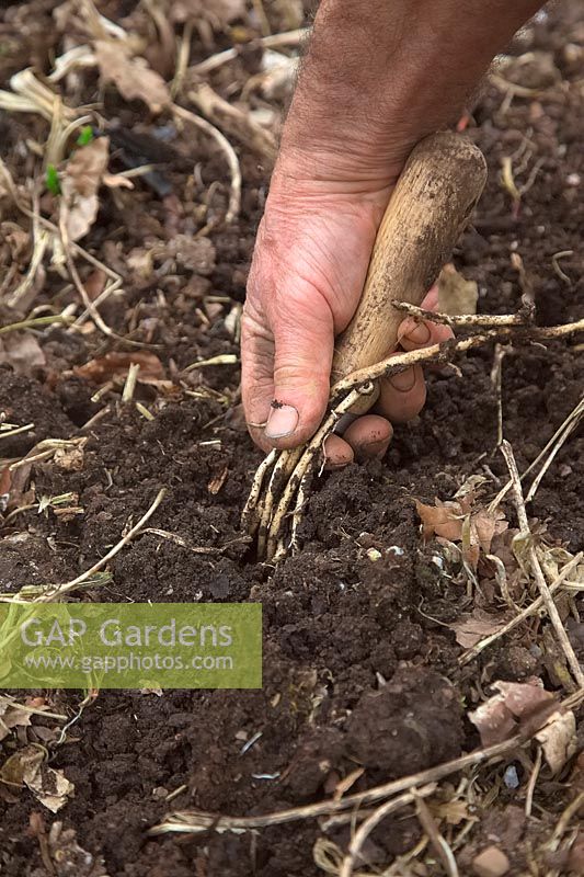 Person carefully lifting rhizomes of Bindweed - Calystegia sp. from the vegetable garden in spring with the aid of a hand fork. 