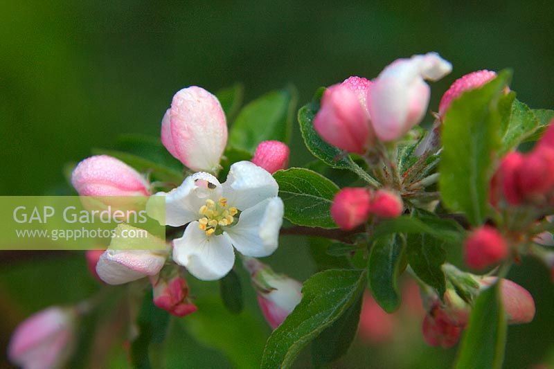 Blossom of Malus 'Jelly King' - Crab apple
