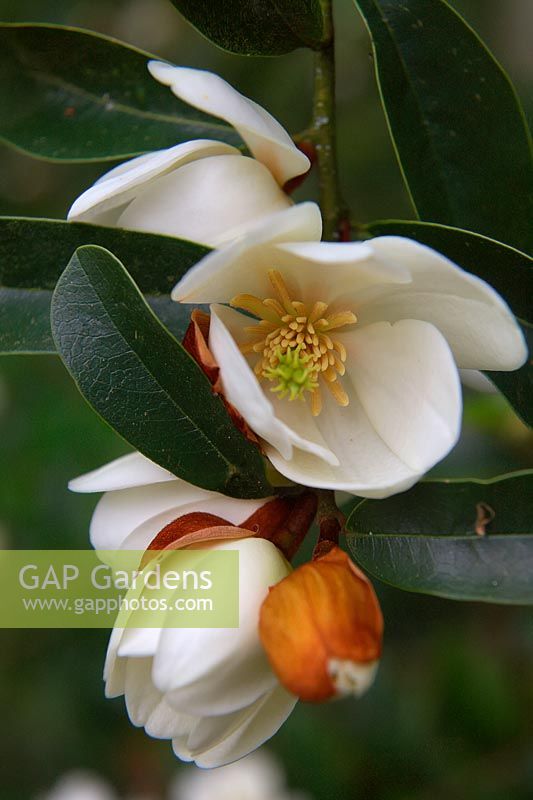 Michelia yunnanensis syn. Magnolia laevifolia