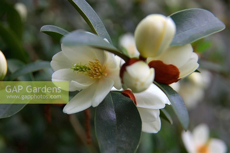 Michelia yunnanensis syn. Magnolia laevifolia has slightly scented flowers