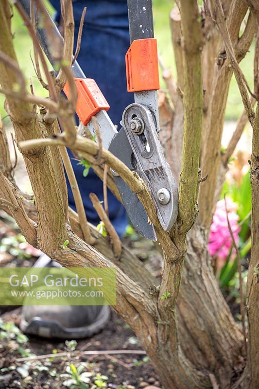 Pruning buddleia stems down to 45cm in early spring using loppers. Buddleia davidii 'Black Knight' - Butterfly bush. 