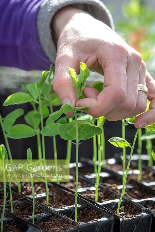 Pinching out sweet pea seedlings with fingers to encourage bushy growth.