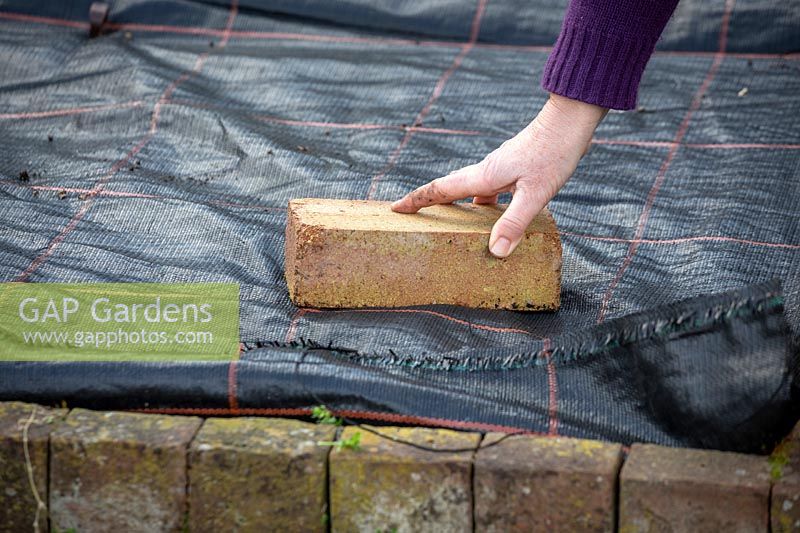 Covering a vegetable bed with plastic in order to suppress weeds and warm up the soil. Weighing down the membrane with a brick. 