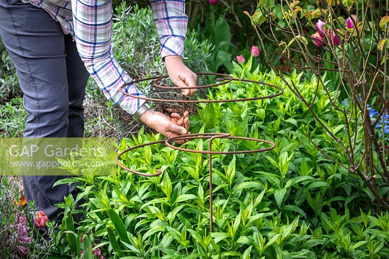 Staking a perennial Phlox with a metal hoop plant support 
