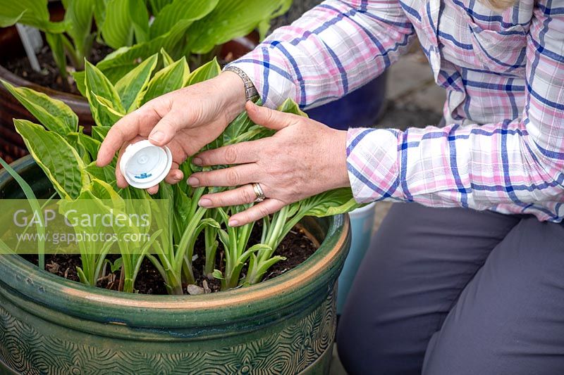 Protecting pot grown Hosta with slug pellets